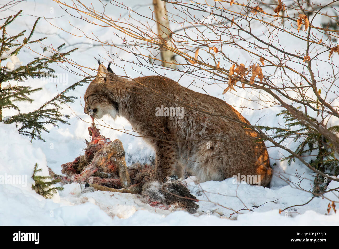 Le lynx eurasien (Lynx lynx) se nourrir de chevreuils tués dans la neige en hiver Banque D'Images