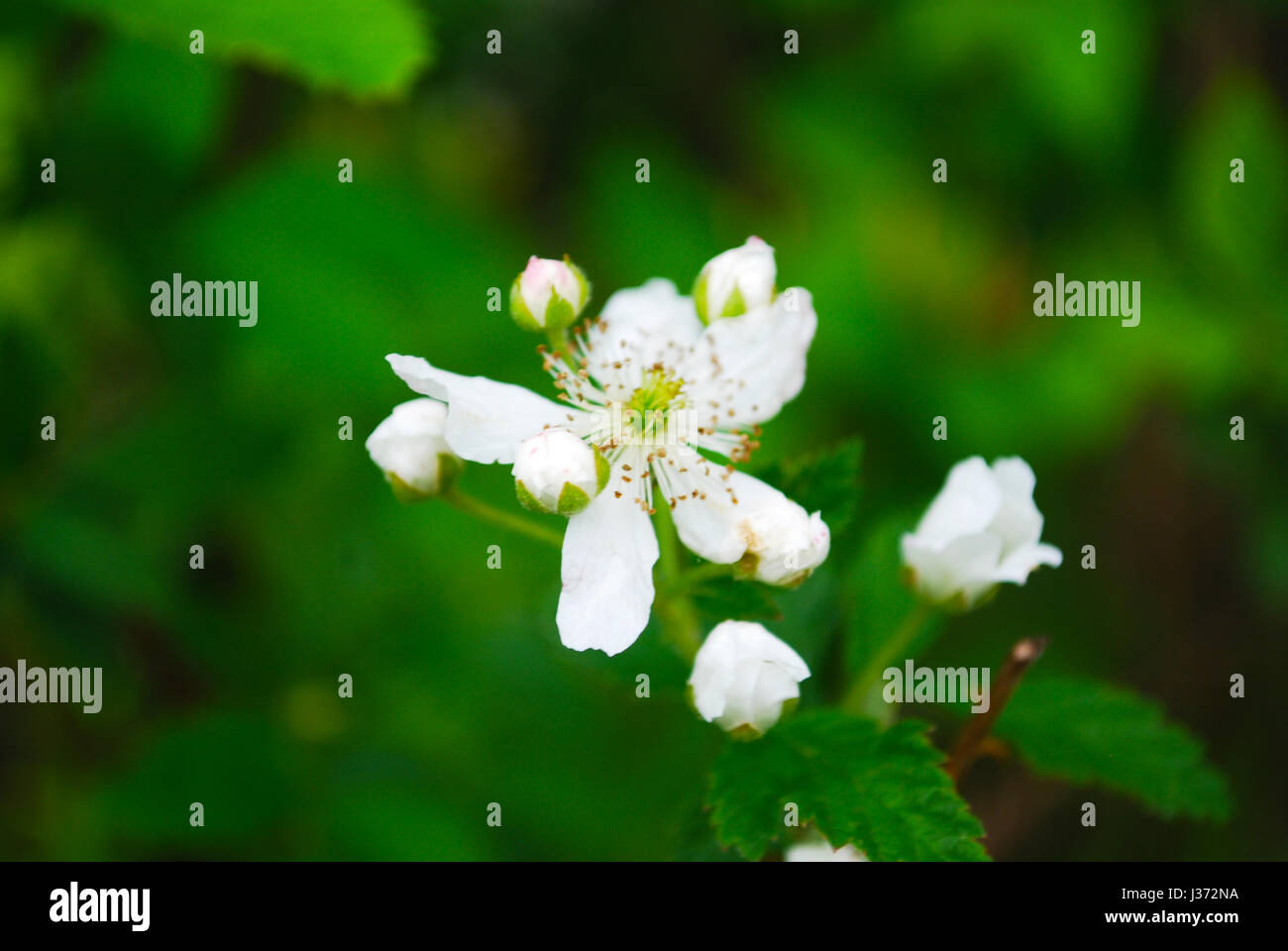 Blooming Blackberry sauvages Banque D'Images