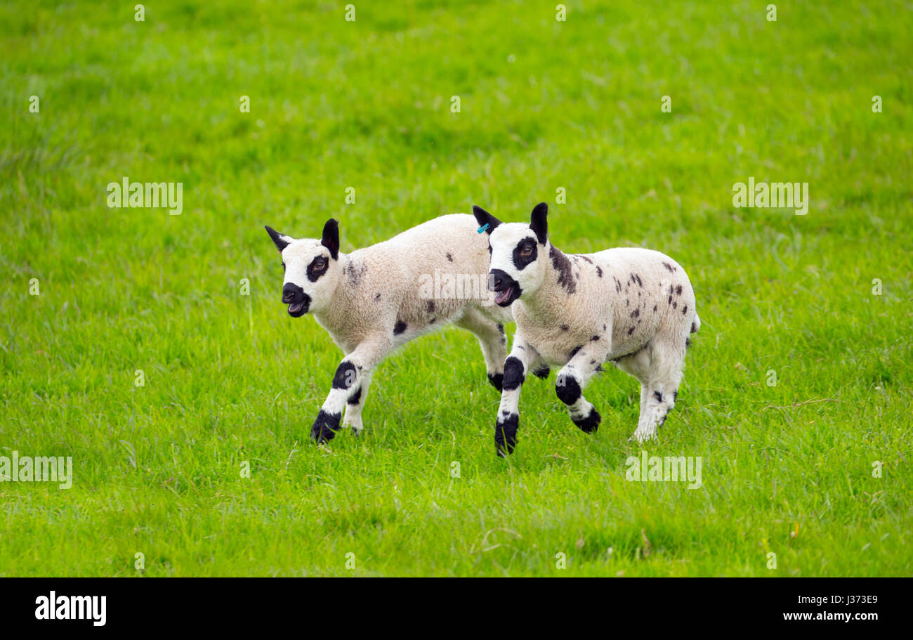 Kerry Hill troupeau de moutons agneaux de printemps Banque D'Images