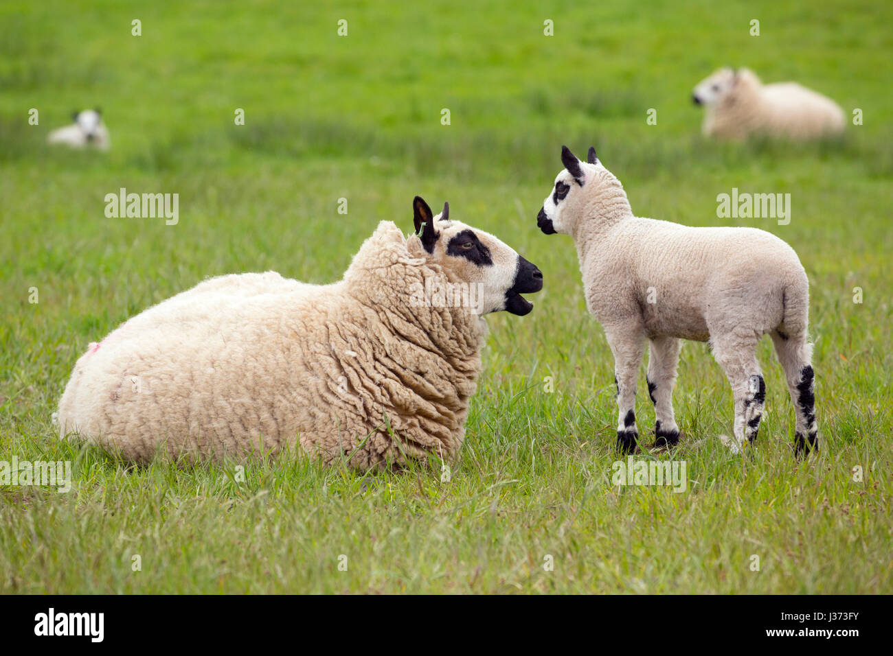 Kerry Hill troupeau de moutons brebis avec agneau Banque D'Images