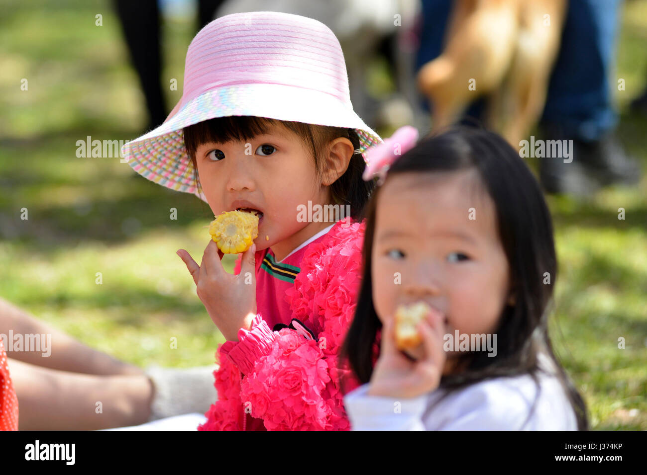 Des milliers profitez d'éléments emblématiques de la culture japonaise sur la photo sous conditions météorologiques parfaites pendant la 20e édition du festival des cerisiers en fleur en fa Banque D'Images