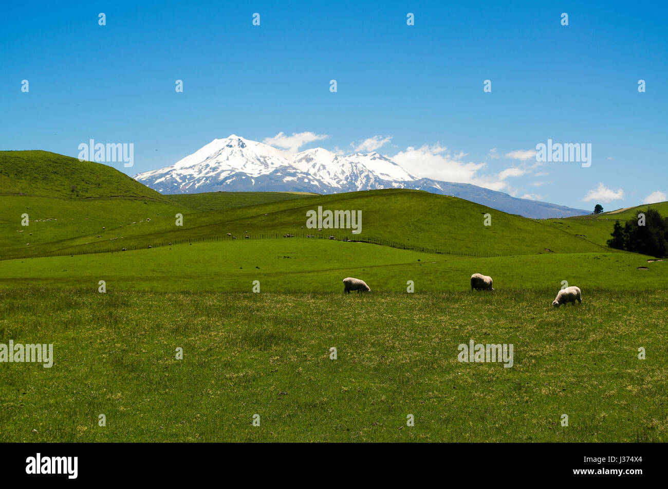 Green Meadows avec trois moutons et le mont Ruapehu en arrière-plan (Nouvelle-Zélande) Banque D'Images