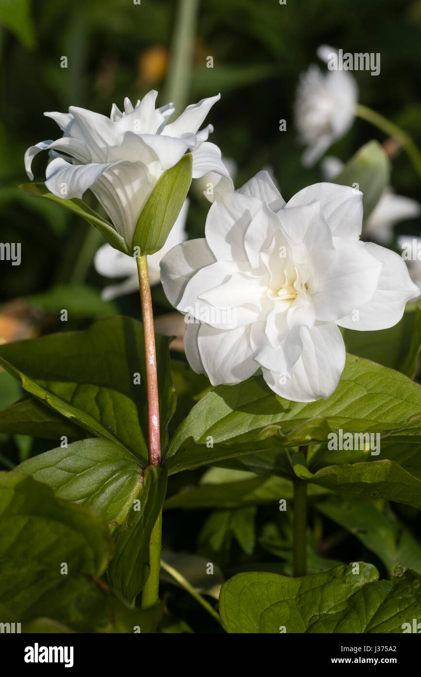 Floraison blanche et bud du printemps fleuri double woodlander, Trillium grandiflorum 'Snow Bunting', le service robin Banque D'Images