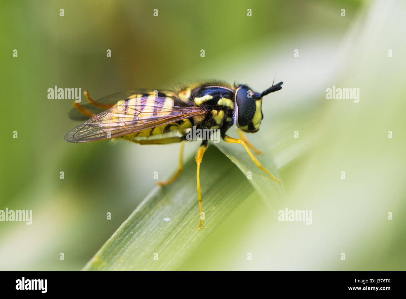 Chrysotoxum cautum hoverfly. Grand et wasp colorées imitent dans la famille Syrphidae, au repos sur l'herbe Banque D'Images