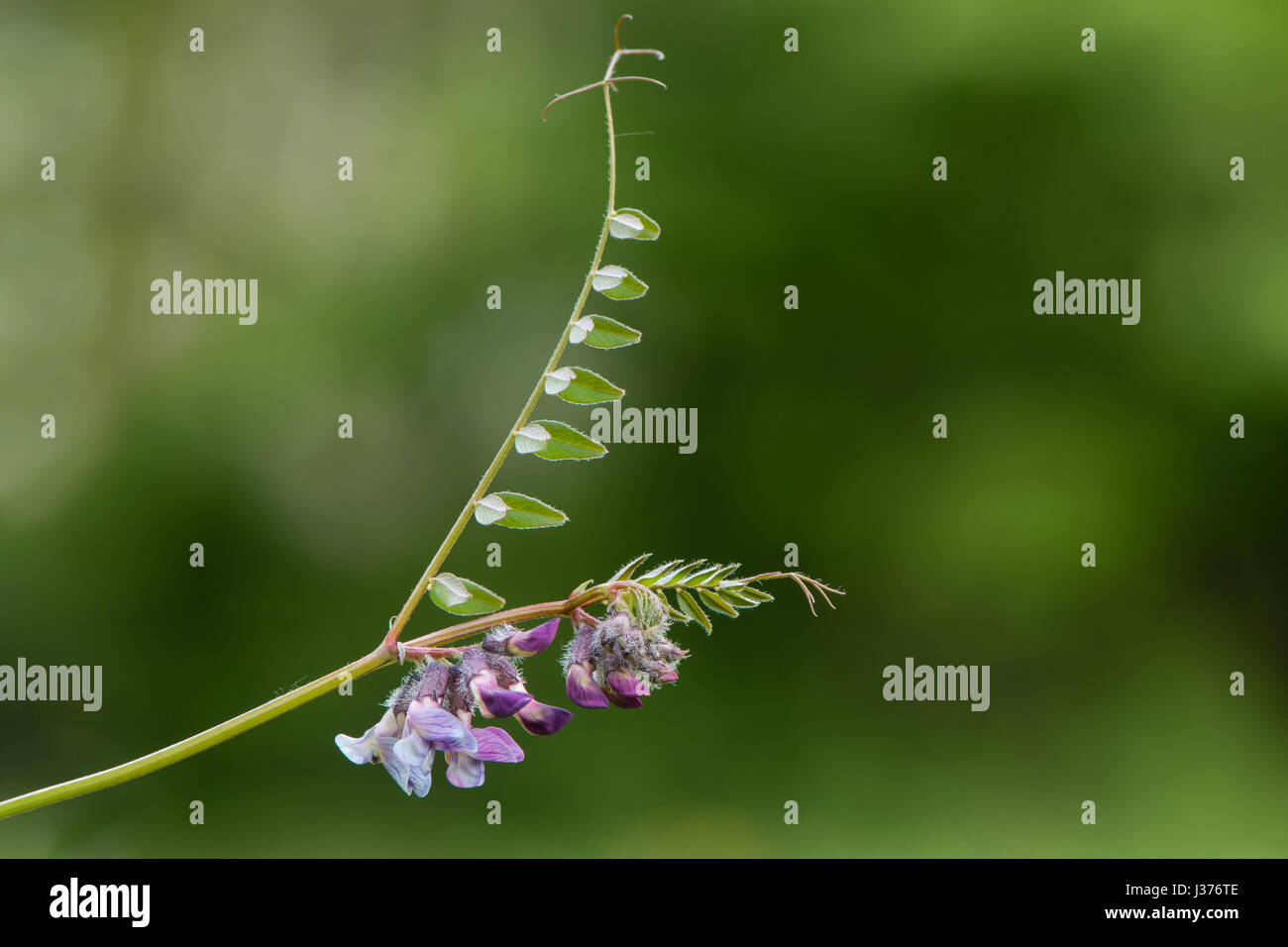 La vesce (Vicia sepium Bush) plante en fleur. Un membre de la pourpre famille des pois (Fabaceae), montrant des fleurs, des dépliants et de vrilles Banque D'Images