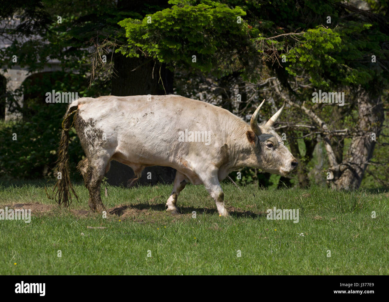 Blanc sauvage chillingham Cattle, seul mâle adulte balade dans un parc. Offres et demandes de chillingham, Northumberland, Angleterre. Banque D'Images