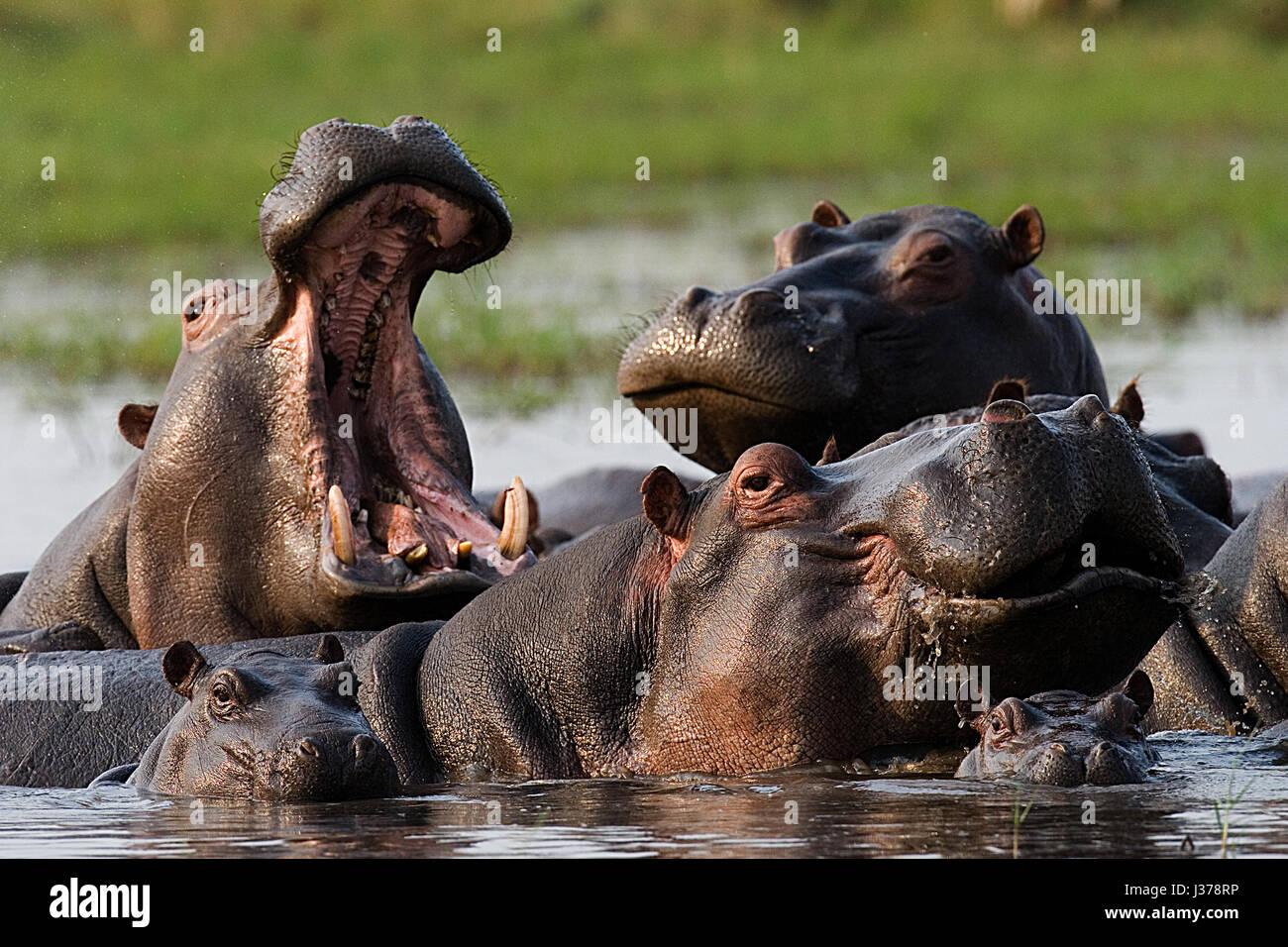 Groupe d'hippopotames sont dans l'eau. Le Botswana. Delta de l'Okavango. Une excellente illustration. Banque D'Images