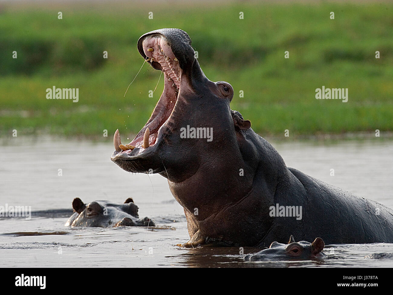 Hippo est assis dans l'eau, ouvrant la bouche et bâillant. Botswana. Delta de l'Okavango. Banque D'Images