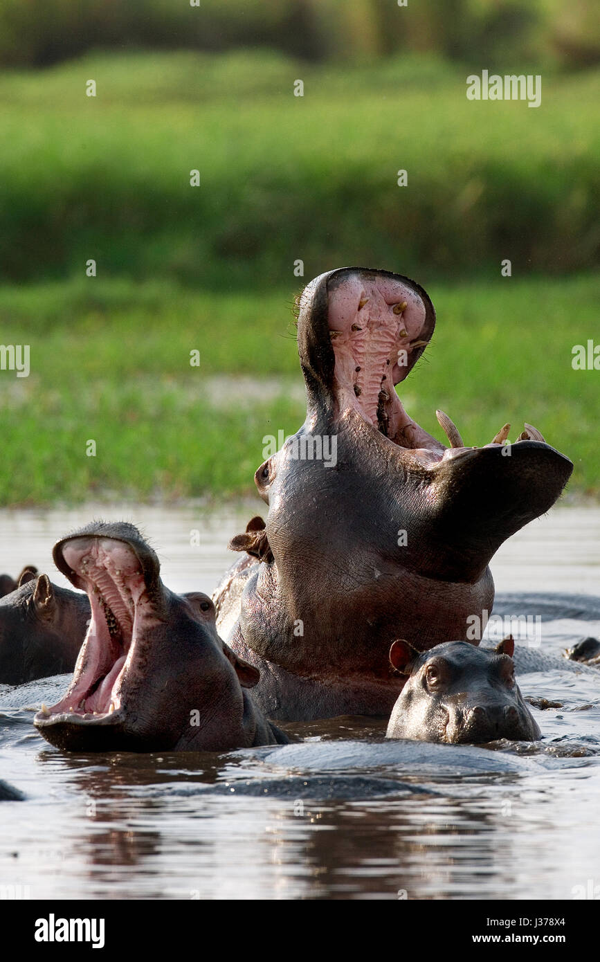 Hippo est assis dans l'eau, ouvrant la bouche et bâillant. Botswana. Delta de l'Okavango. Banque D'Images