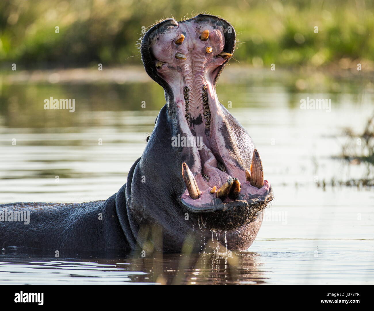 Hippo est assis dans l'eau, ouvrant la bouche et bâillant. Botswana. Delta de l'Okavango. Banque D'Images