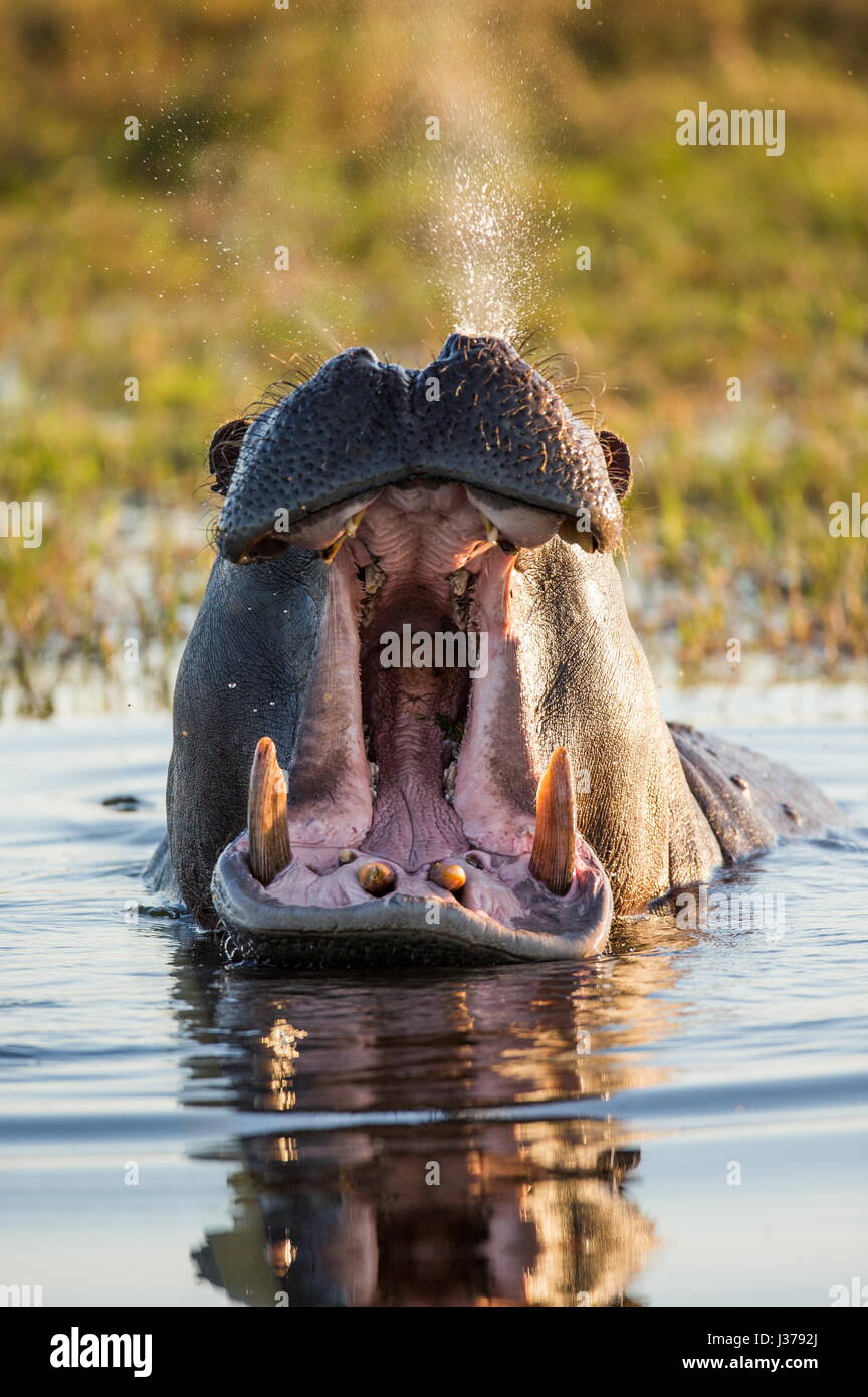 Hippo est assis dans l'eau, ouvrant la bouche et bâillant. Botswana. Delta de l'Okavango. Banque D'Images