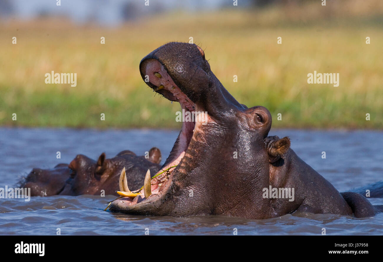 Hippo est assis dans l'eau, ouvrant la bouche et bâillant. Botswana. Delta de l'Okavango. Banque D'Images