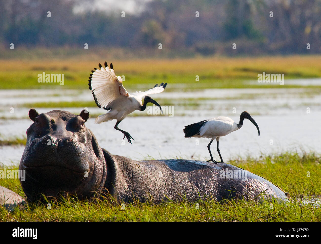 Les oiseaux sont assis sur le dos d'un hippopotame. Botswana. Delta de l'Okavango. Banque D'Images