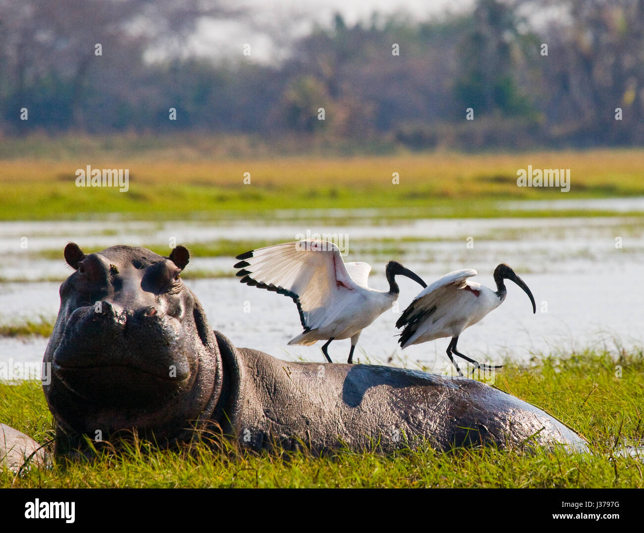 Les oiseaux sont assis sur le dos d'un hippopotame. Botswana. Delta de l'Okavango. Banque D'Images