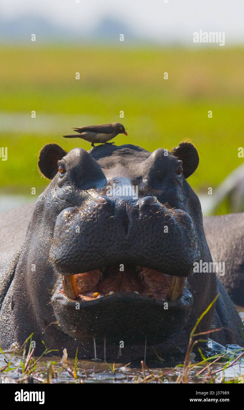 Hippo est assis dans l'eau, ouvrant la bouche et bâillant. Botswana. Delta de l'Okavango. Banque D'Images