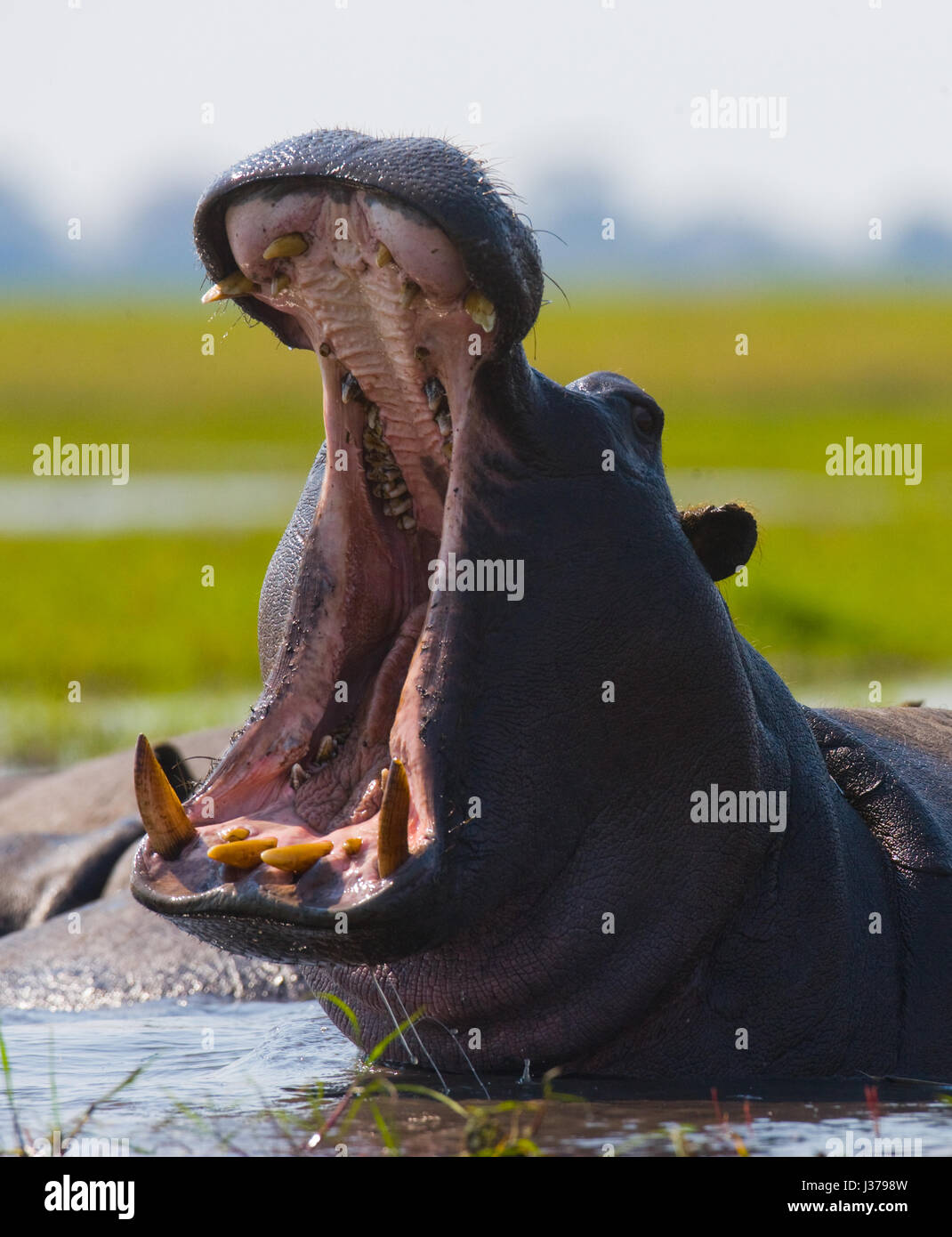 Hippo est assis dans l'eau, ouvrant la bouche et bâillant. Botswana. Delta de l'Okavango. Banque D'Images