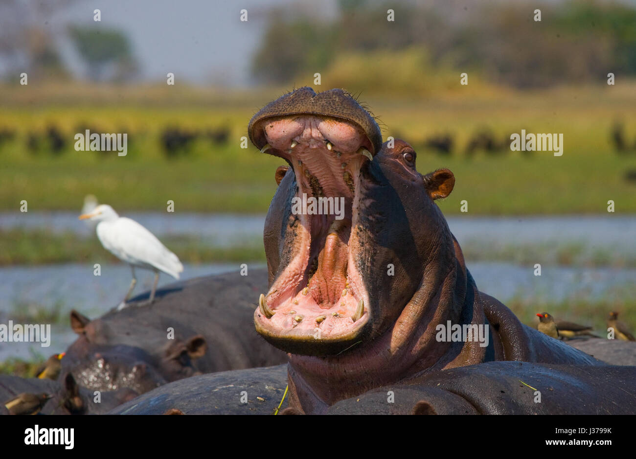 Hippo est assis dans l'eau, ouvrant la bouche et bâillant. Botswana. Delta de l'Okavango. Banque D'Images