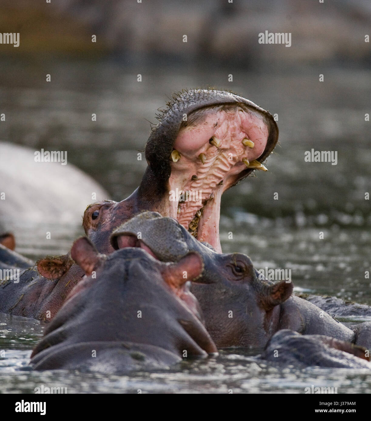 Hippo est assis dans l'eau, ouvrant la bouche et bâillant. Botswana. Delta de l'Okavango. Banque D'Images