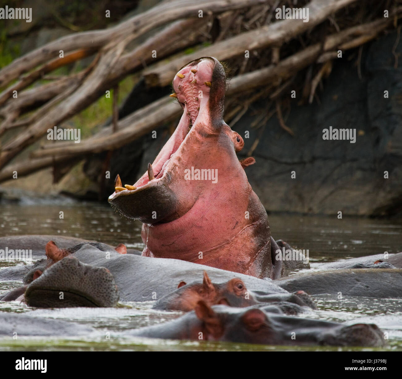 Hippo est assis dans l'eau, ouvrant la bouche et bâillant. Botswana. Delta de l'Okavango. Banque D'Images