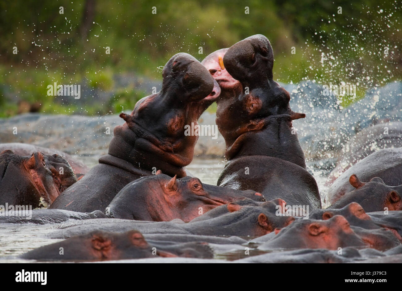 Deux hippopotames se battant l'un contre l'autre. Botswana. Delta de l'Okavango. Banque D'Images