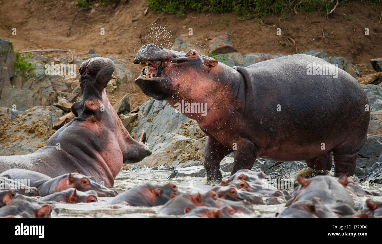 Deux hippopotames se battant l'un contre l'autre. Botswana. Delta de l'Okavango. Banque D'Images