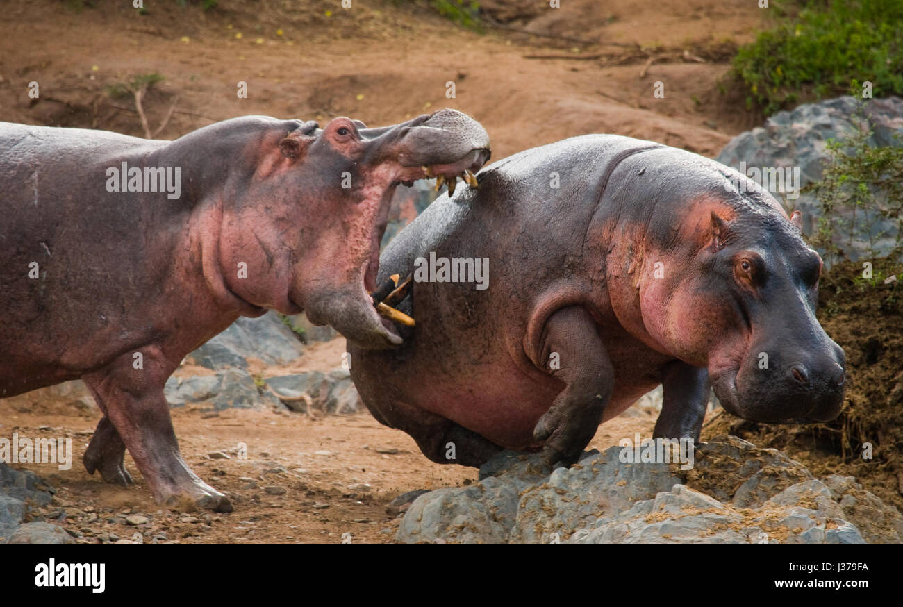 Deux hippopotames se battant l'un contre l'autre. Botswana. Delta de l'Okavango. Banque D'Images