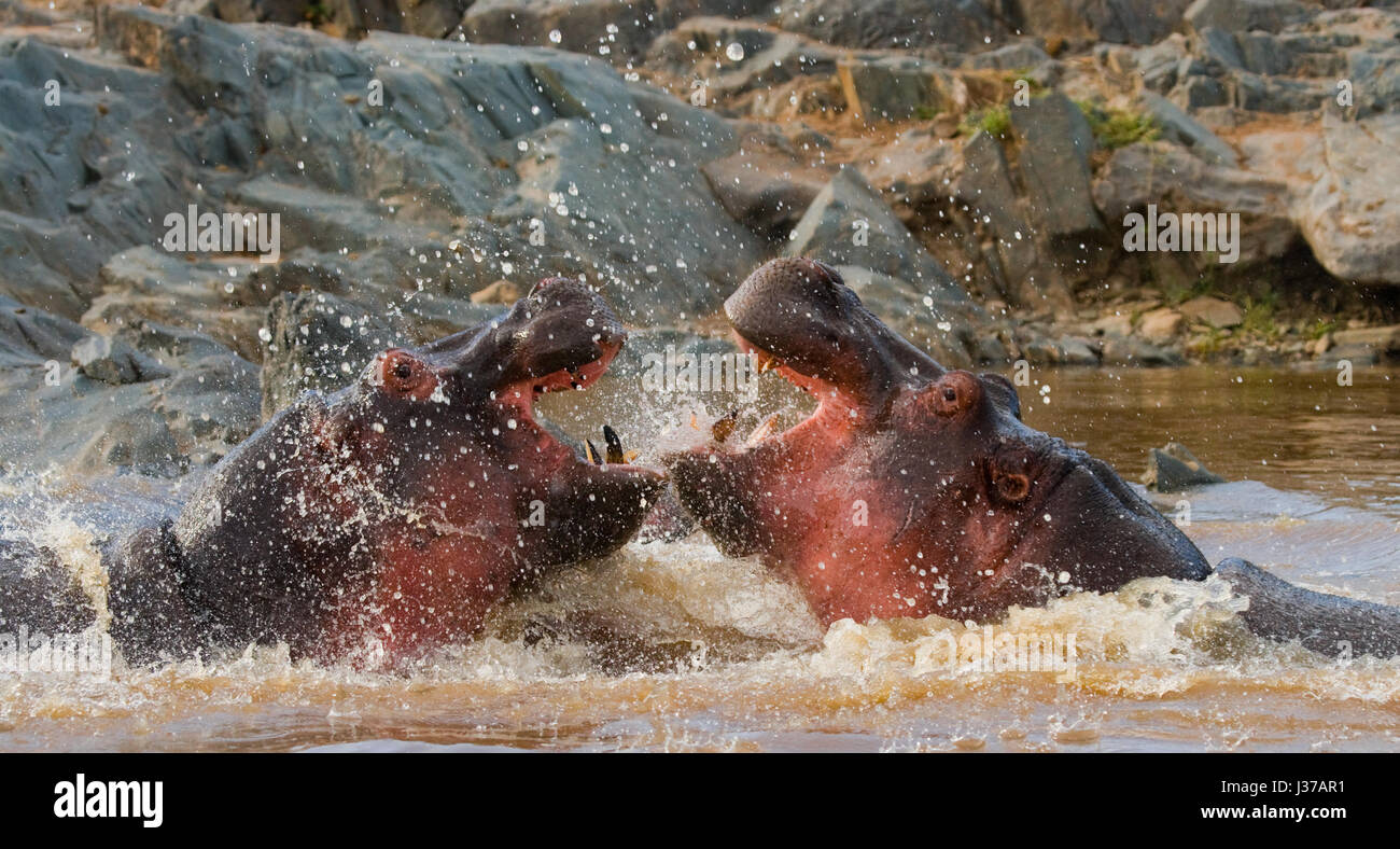Deux hippopotames se battant l'un contre l'autre. Botswana. Delta de l'Okavango. Banque D'Images