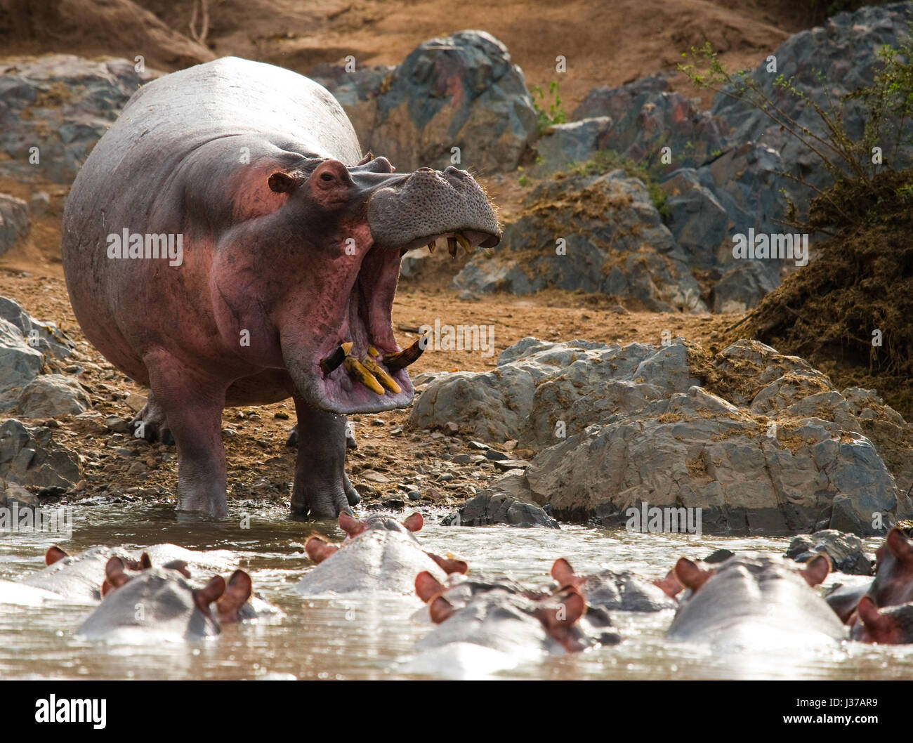 Groupe d'hippopotames sont dans l'eau. Botswana. Delta de l'Okavango. Banque D'Images
