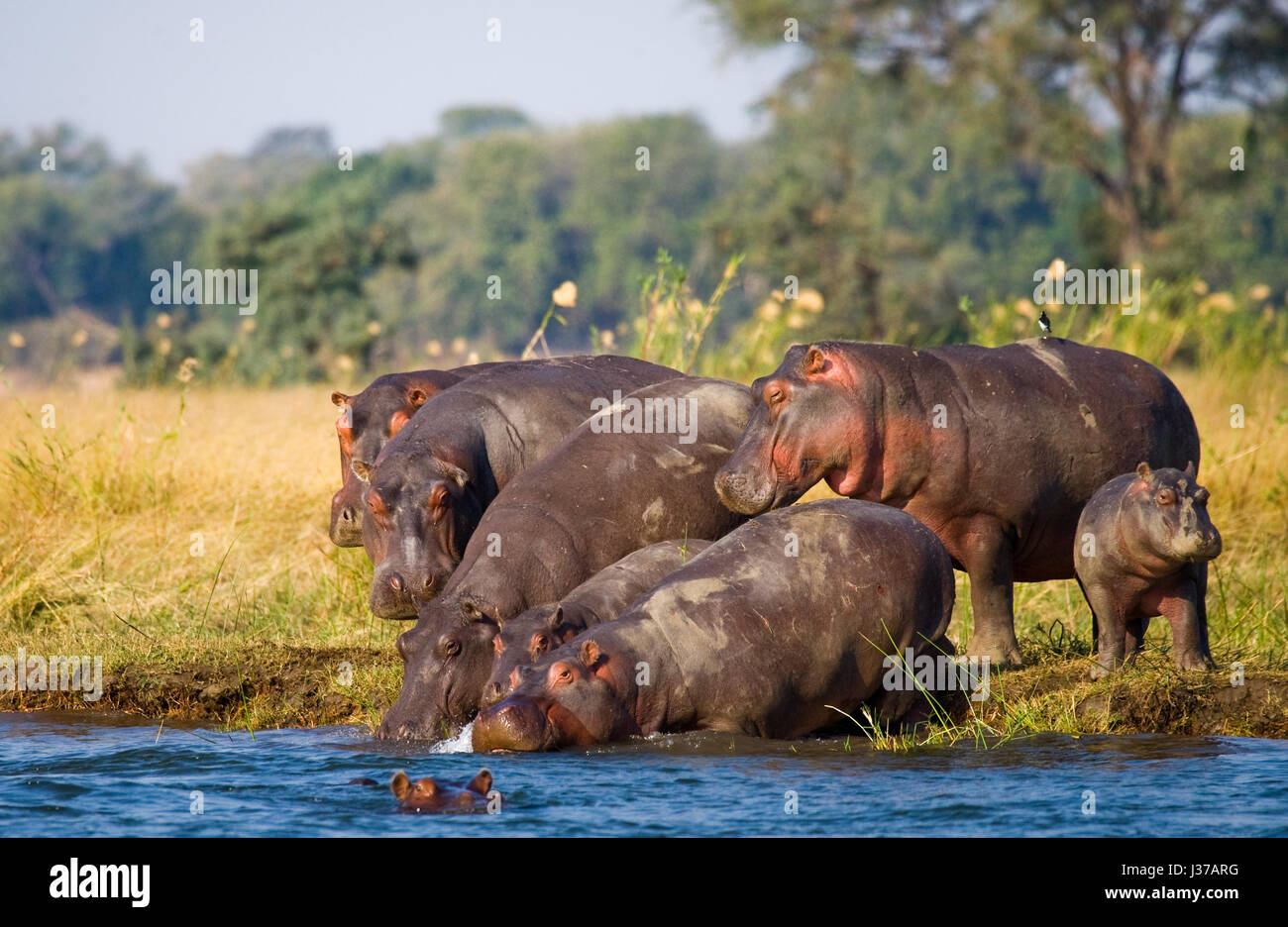 Groupe d'hippopotames debout sur la rive. Botswana. Delta de l'Okavango. Banque D'Images