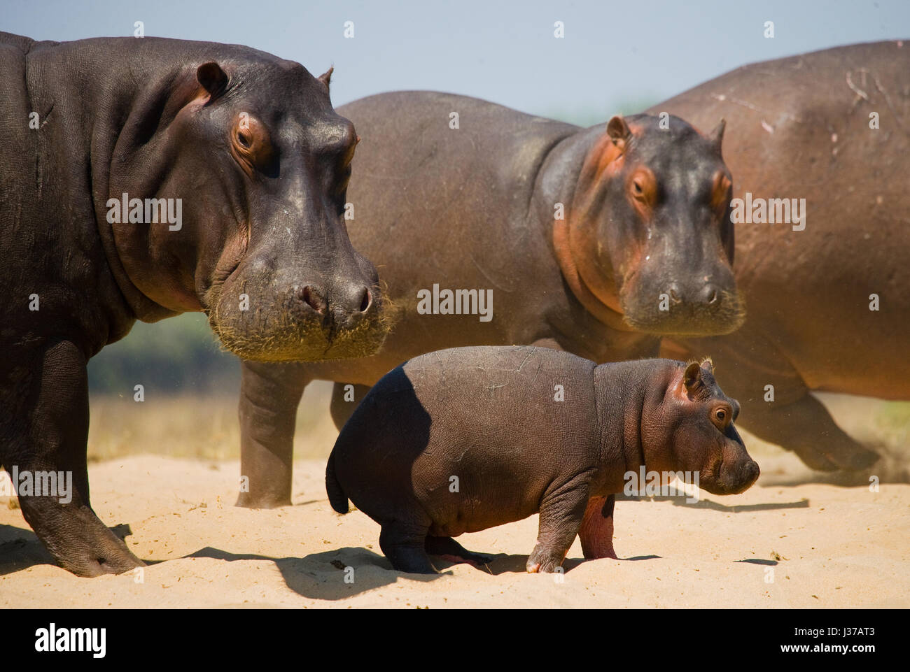 Groupe d'hippopotames debout sur la rive. Botswana. Delta de l'Okavango. Banque D'Images