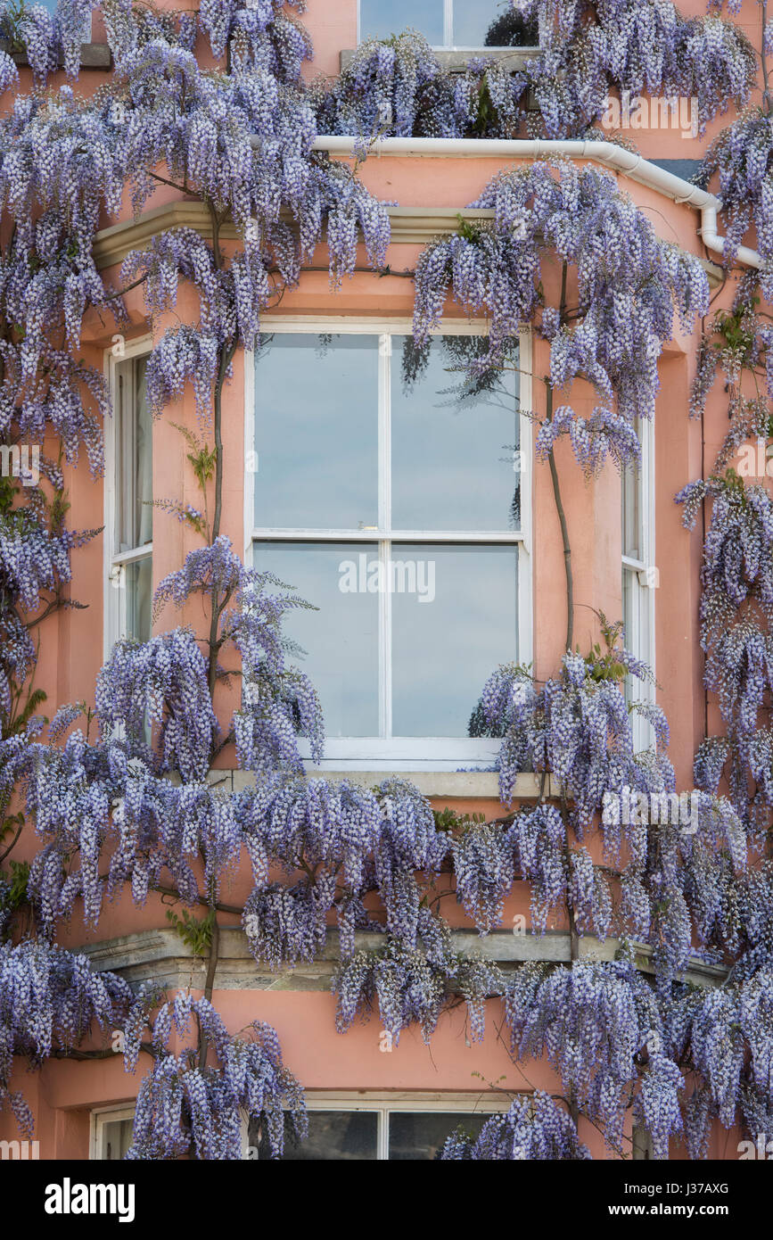 La glycine de Chine à l'avant d'une maison d'habitation dans d'Iffley road, Oxford, Oxfordshire, UK Banque D'Images