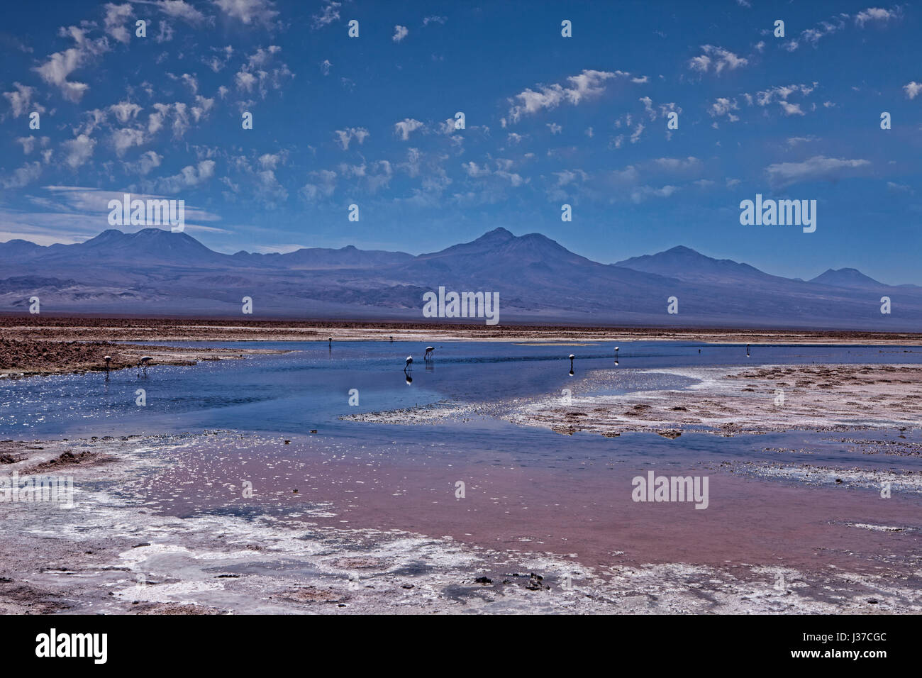 La réserve nationale Los Flamencos, Désert d'Atacama, au Chili. Banque D'Images