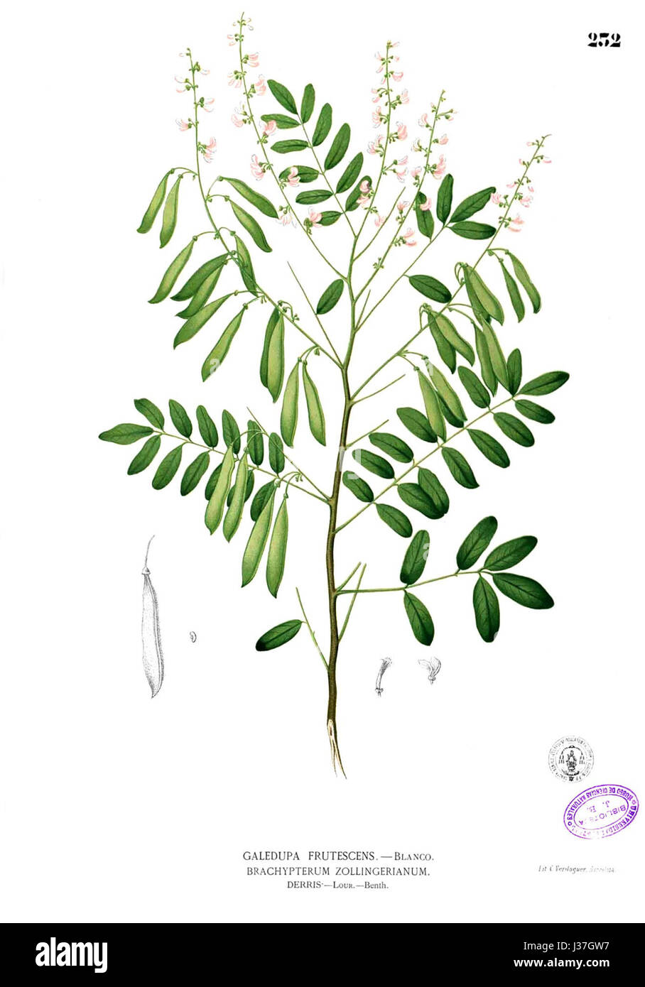 Derris scandens, une espèce végétale documentée par Blanco, fait partie de la famille des Fabaceae. La plante est connue pour ses utilisations en médecine traditionnelle et comme source de roténone, un insecticide. Banque D'Images Derris scandens, une espèce végétale documentée par Blanco, fait partie de la famille des Fabaceae. La plante est connue pour ses utilisations en médecine traditionnelle et comme source de roténone, un insecticide. Banque D'Images
