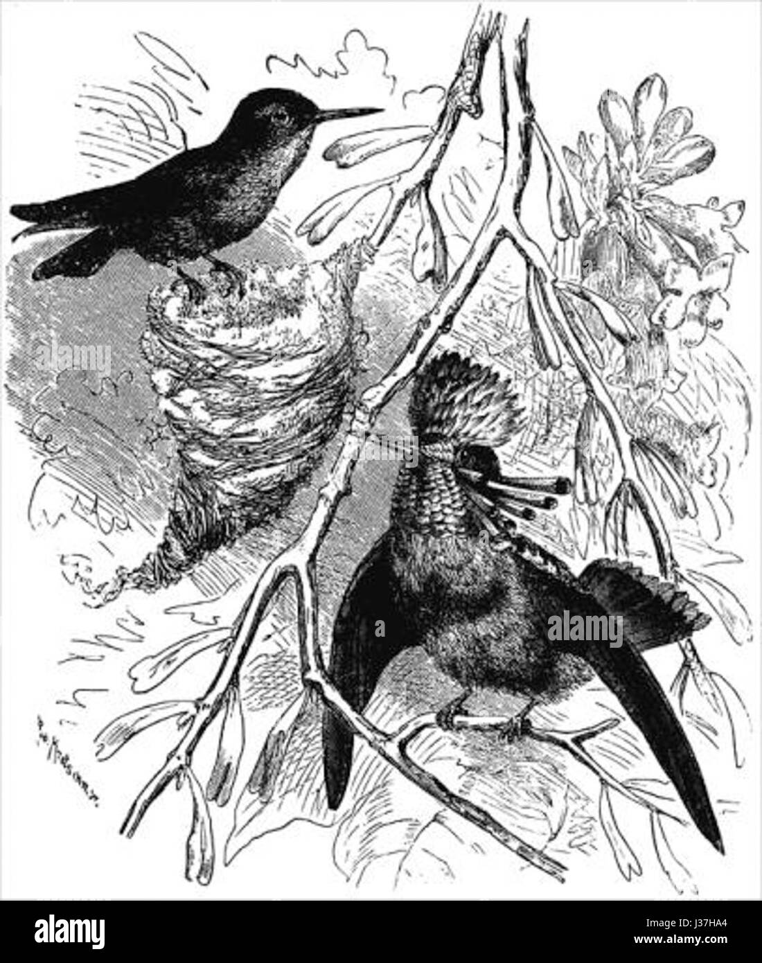 Descente de l'homme fig48 Banque D'Images