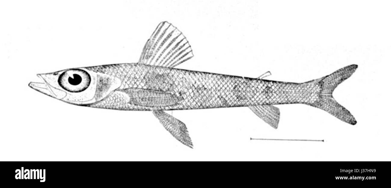 Chlorophthalmus agassizi, également connu sous le nom d'oeil de verre d'Agassiz, est une espèce de poisson trouvée dans les eaux profondes de l'océan. Il est reconnu pour ses grands yeux et sa bioluminescence, ce qui en fait un sujet fascinant de recherche marine. Banque D'Images