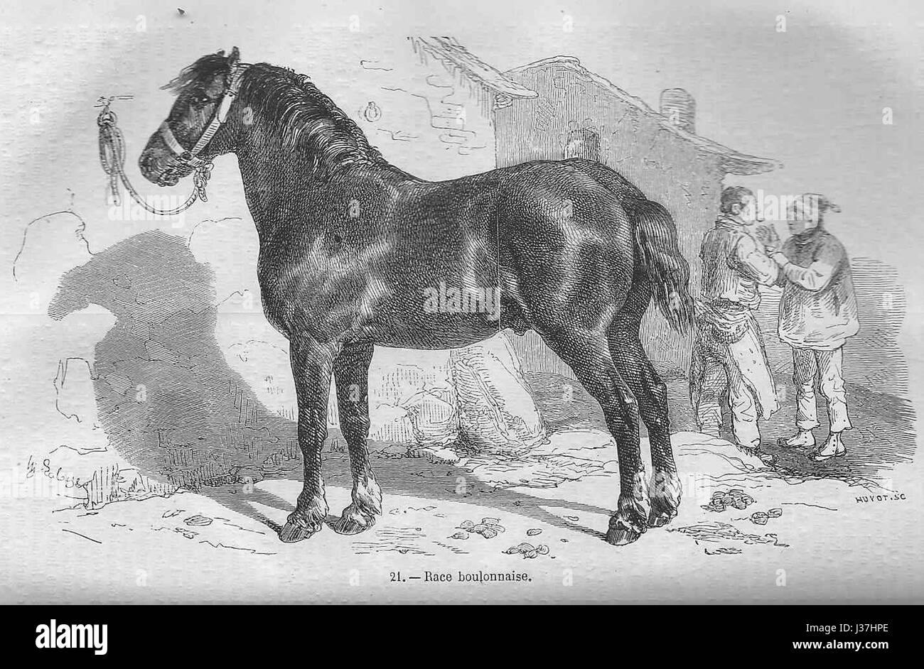 Le cheval Boulonnais, également connu sous le nom de cheval de race boulonnaise, est une race française de cheval de trait. Connue pour sa force, la race est principalement utilisée pour les travaux agricoles et les tâches lourdes de tirant d'eau. Il est reconnu pour sa construction musculaire, son tempérament calme et son manteau gris. Cette race de cheval a une longue histoire, originaire des régions du nord de la France. Banque D'Images