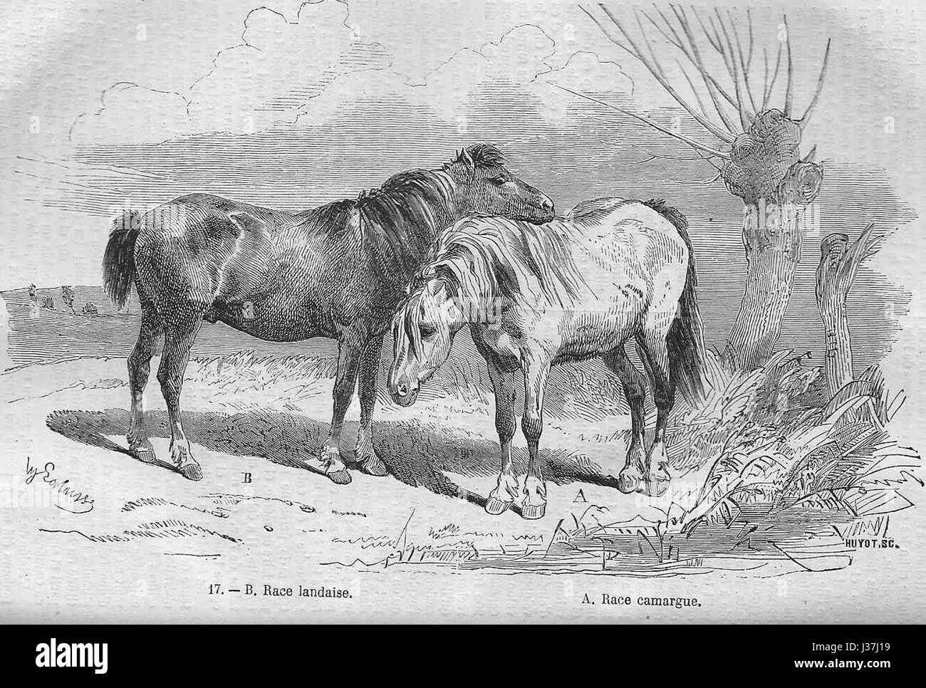 Ce titre fait référence à deux races de chevaux de premier plan de France : la Landaise et la Camargue. La race Landaise est connue pour sa force et son endurance, tandis que la Camargue est reconnue pour son pelage blanc distinct et est souvent utilisée dans l'élevage bovin traditionnel dans le sud de la France. Banque D'Images