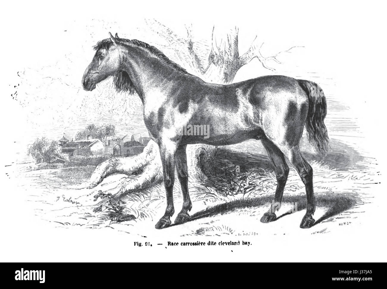 Cleveland Bay est une race de chevaux originaire d'Angleterre, connue pour sa force, son endurance et sa polyvalence. Il a été historiquement utilisé pour les travaux agricoles, la cavalerie et comme cheval de conduite, et est reconnu pour sa couleur distinctive de baie. Banque D'Images