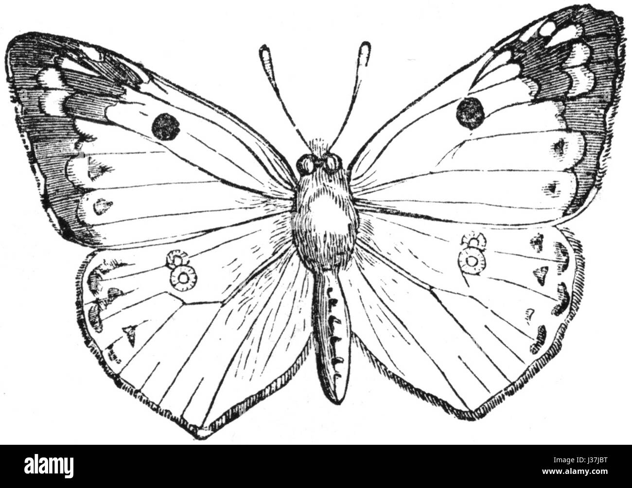 Colias hyale, communément connu sous le nom de jaune nuageux vert pâle, est une espèce de papillon que l'on trouve en Europe et dans certaines parties de l'Asie. Il est reconnu pour ses ailes jaunes aux teintes verdâtres et aux marques noires distinctives. Banque D'Images