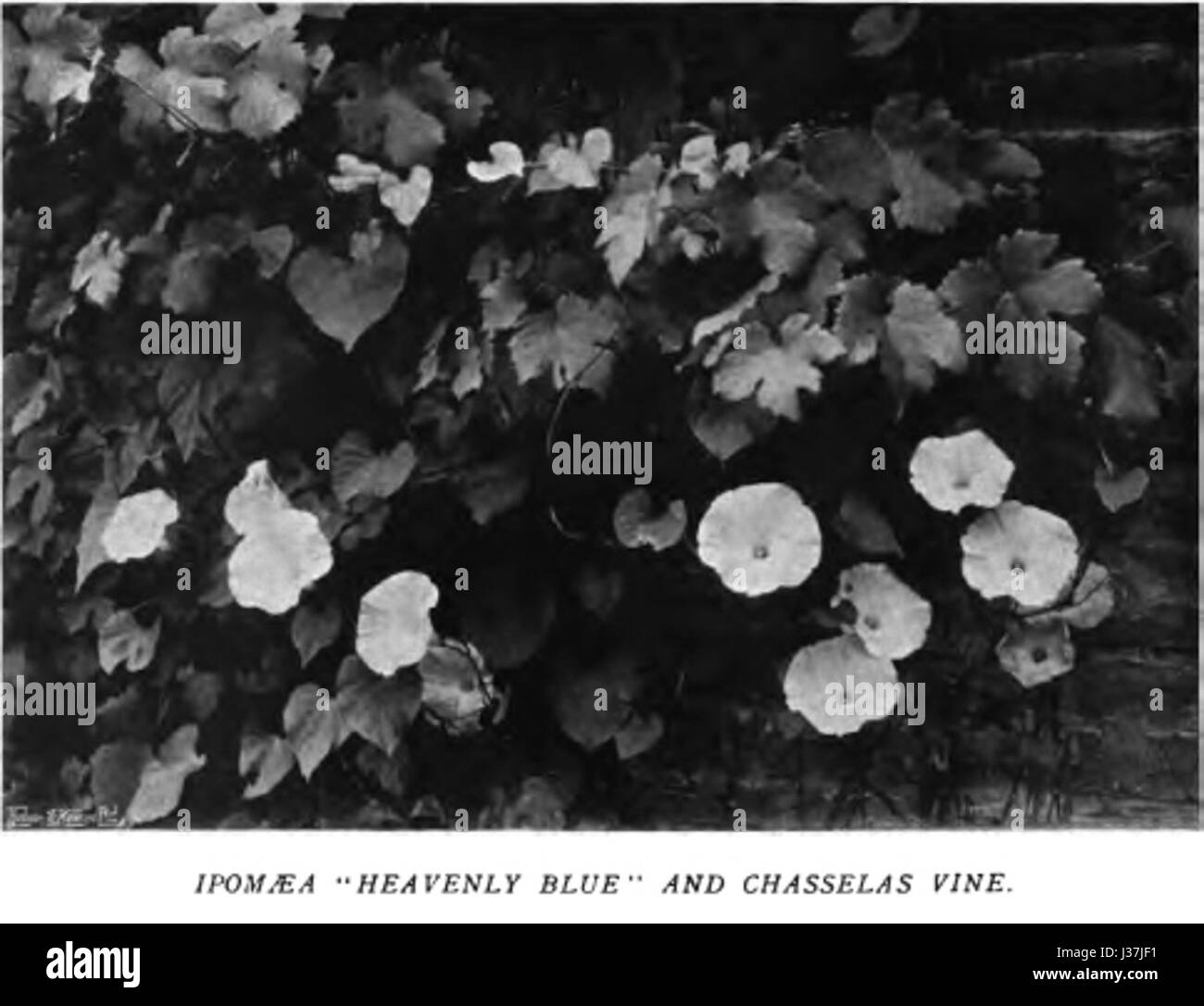 La couleur dans le jardin des fleurs fait référence à l'étude des motifs de couleur et leur application dans le design floral. Ce concept explore comment les couleurs affectent l'attrait esthétique et l'harmonie des paysages de jardin. Banque D'Images