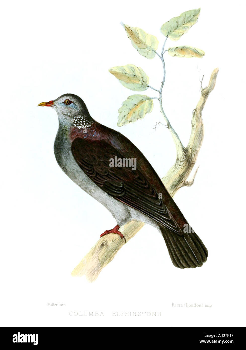 Columba Elphinstonii, connue sous le nom de colombe tachetée indienne, est une espèce de pigeon originaire de l'Inde et du Sri Lanka. Il est reconnu par ses taches distinctes sur les ailes et un corps brun grisâtre. La colombe est couramment trouvée dans les zones forestières, mais elle habite aussi les régions urbaines. Son régime alimentaire se compose principalement de graines, de fruits et de matières végétales. Elle n’est pas considérée actuellement en péril, mais la perte d’habitat constitue une menace pour sa population. Banque D'Images