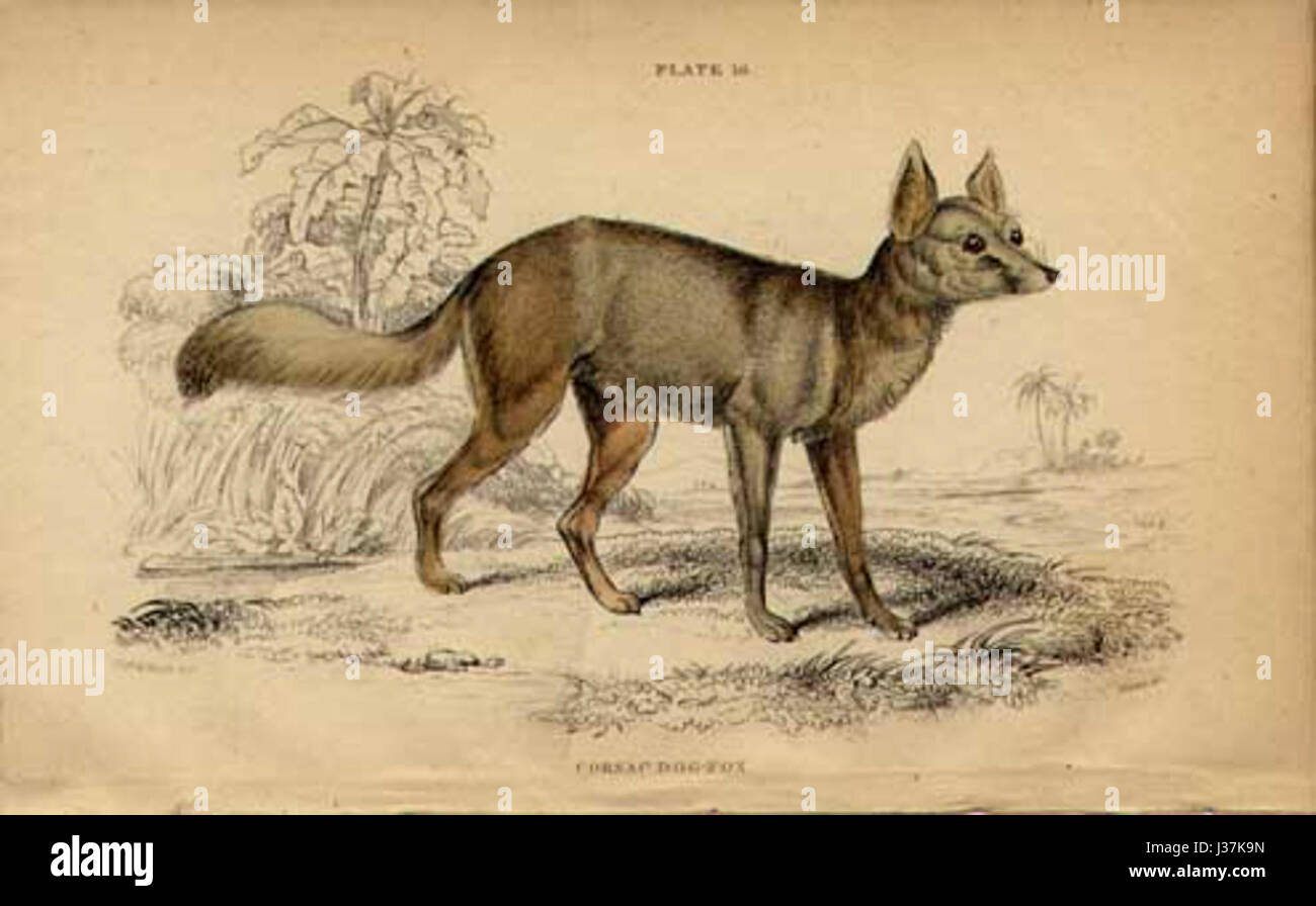 CorsacDogFoxJ Banque D'Images CorsacDogFoxJ Banque D'Images