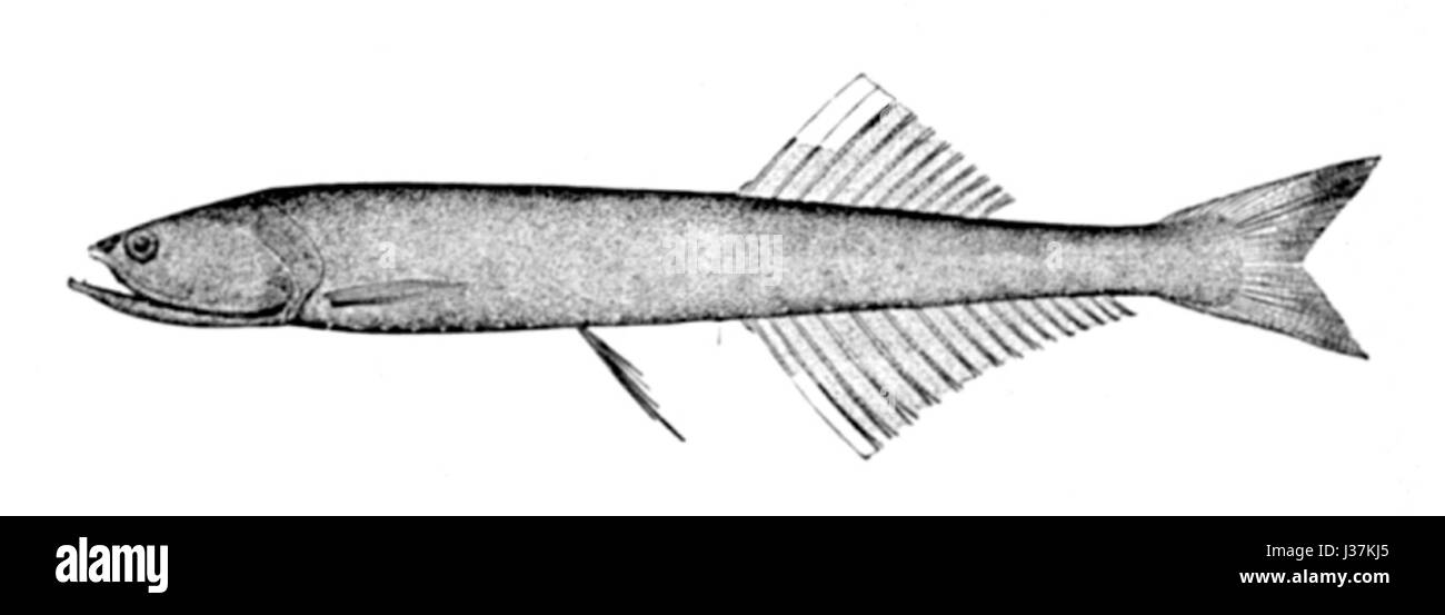 Cyclothone microdon est une espèce de poisson d'eau douce originaire des rivières d'Amérique du Sud. Il est connu pour sa petite taille et ses caractéristiques distinctives, que l'on trouve couramment dans le bassin de l'Amazone. Banque D'Images