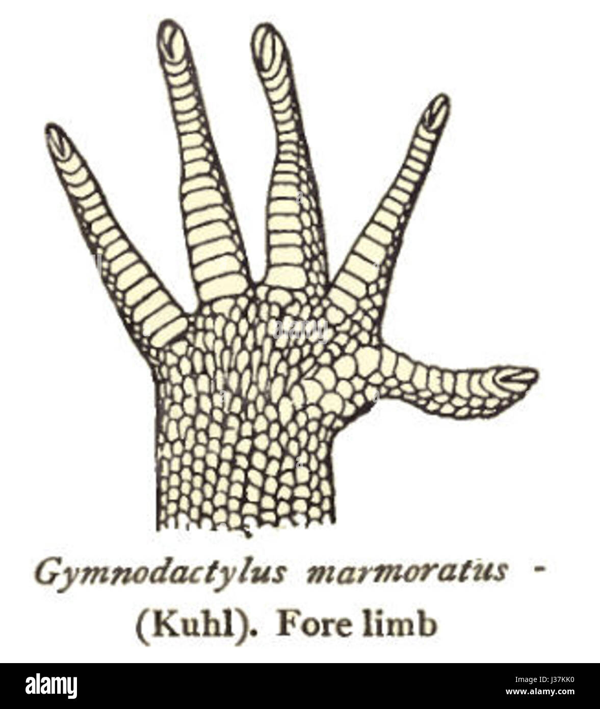 CyrtodactylusMarmoratusForelimb Banque D'Images