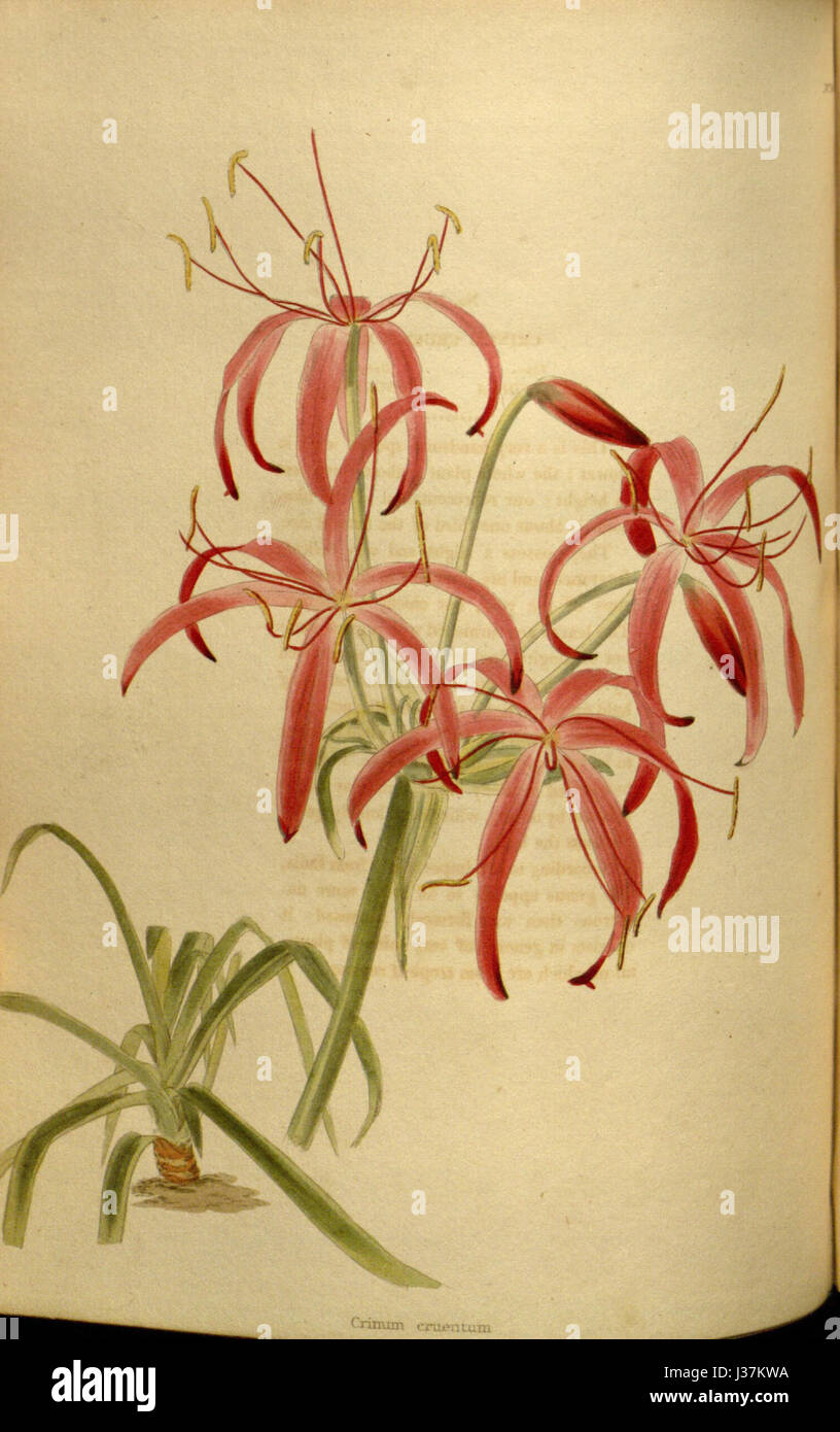 Crinum erubescens, une plante à fleurs de la famille des Amaryllidaceae, est connue pour ses fleurs rouges frappantes. Cette espèce prospère dans les climats chauds et est souvent cultivée à des fins ornementales. La plante présente de grandes feuilles ressemblant à des bandes et des fleurs vibrantes en forme de trompette. Banque D'Images