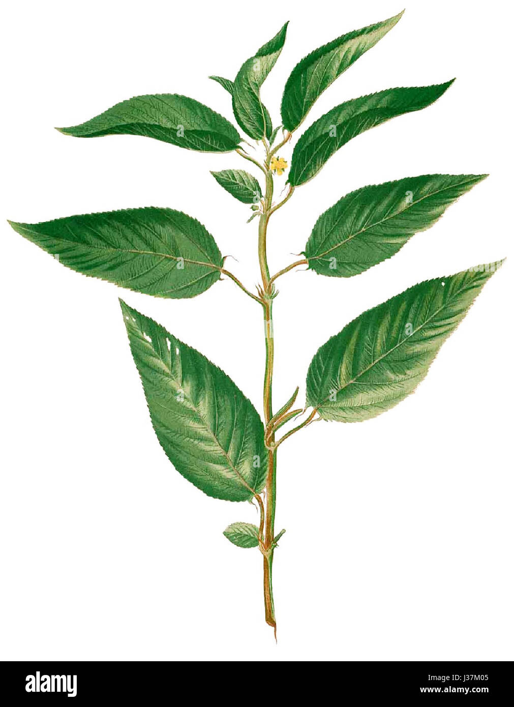 *Corchorus acutangulus*, communément appelé jute pointu, est une espèce végétale documentée par Blanco. Il est originaire des régions tropicales et est utilisé pour sa fibre dans diverses industries. Banque D'Images *Corchorus acutangulus*, communément appelé jute pointu, est une espèce végétale documentée par Blanco. Il est originaire des régions tropicales et est utilisé pour sa fibre dans diverses industries. Banque D'Images