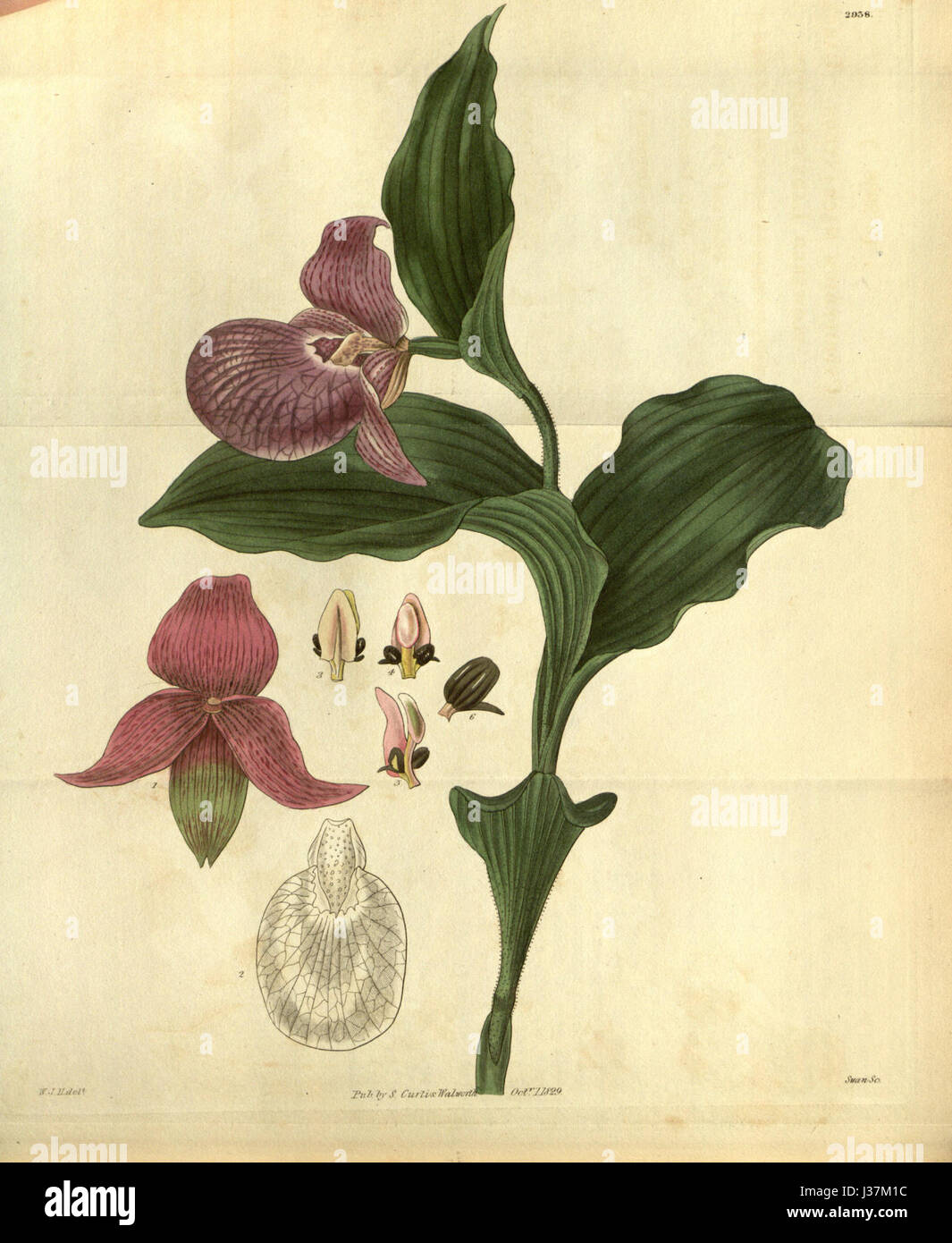 Cypripedium macranthos Banque D'Images