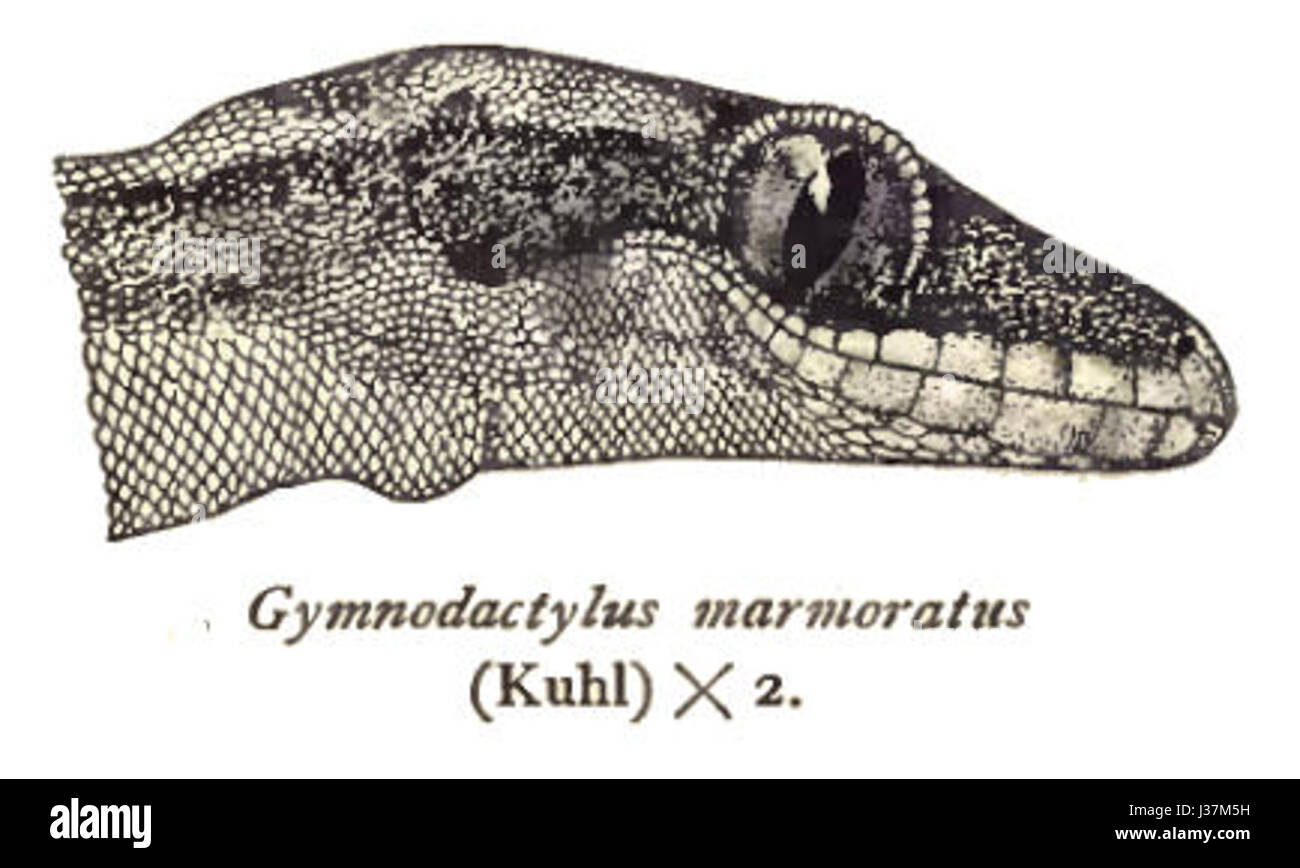 Cyrtodactylus marmoratus est une espèce de gecko présente en Asie du Sud-est. Ce lézard est connu pour ses motifs distinctifs et se trouve généralement dans les habitats rocheux. Il fait partie du genre Cyrtodactylus, qui comprend de nombreuses espèces de geckos de la région. Banque D'Images
