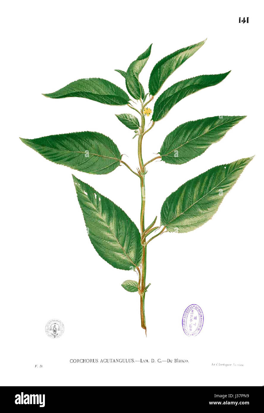 Corchorus acutangulus Blanco1.141 Banque D'Images