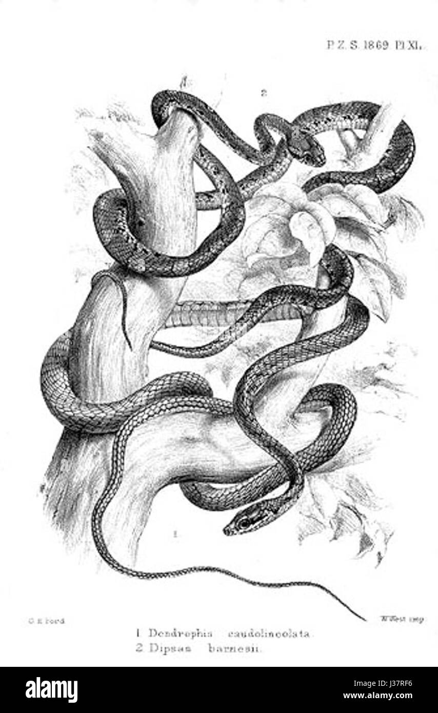 Dendrophis ford Banque D'Images